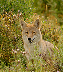 coyote in the grass