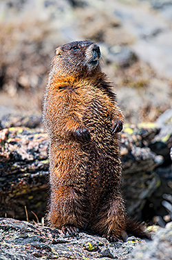 marmot man