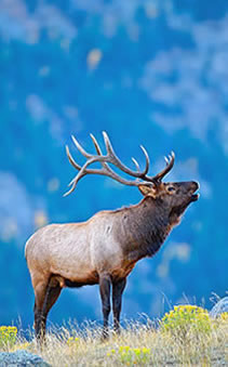 bull elk bugling blue background