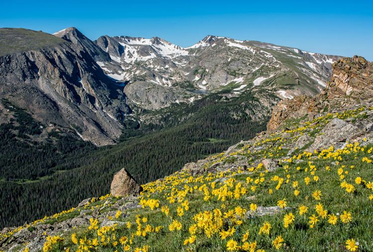 Trail Ridge Alpine Sunflower landscape