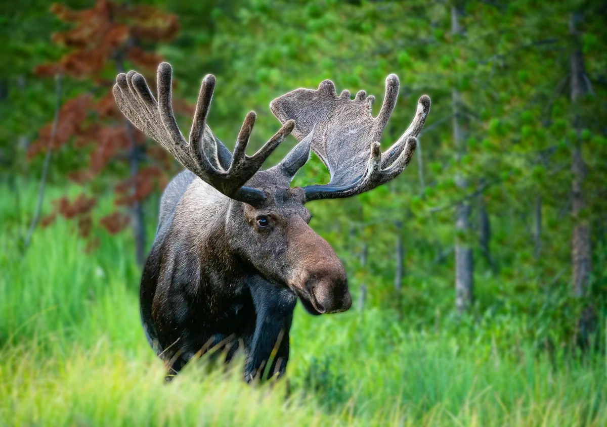 Estes Park Wildlife Tours  Chances of Seeing Wildlife in Rocky