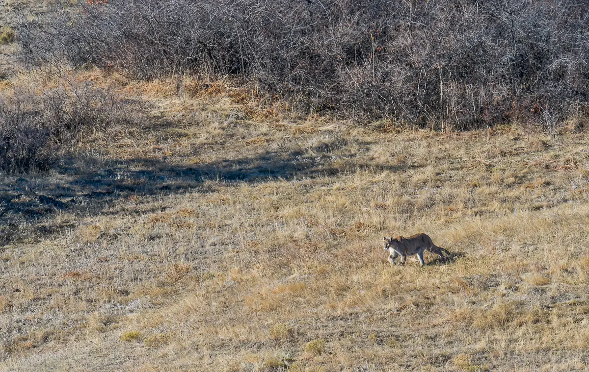 Are There Grizzly Bears in Rocky Mountain National Park?