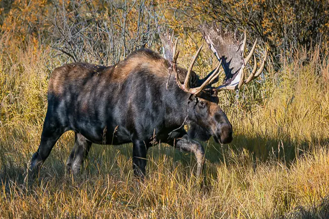 Fall Photos | Private Estes Park Photo Tours | Guided Photo Tour of ...