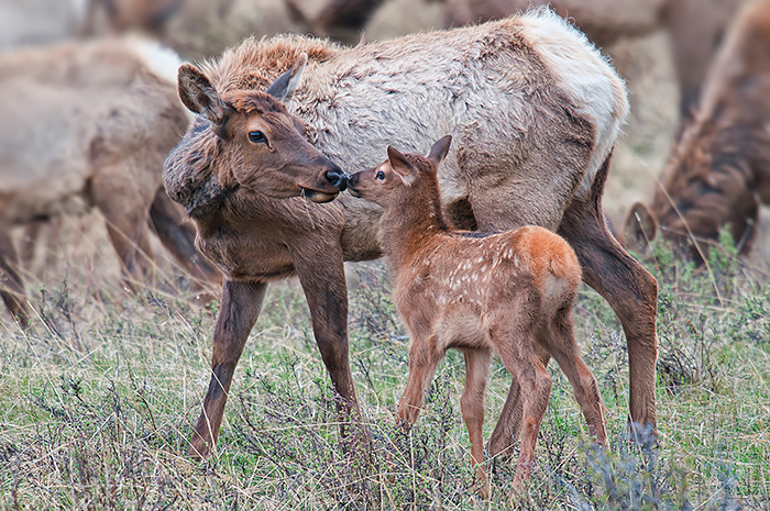 elk kissing elk calf in rocky mountain national park