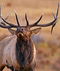 Bulls Eye Elk