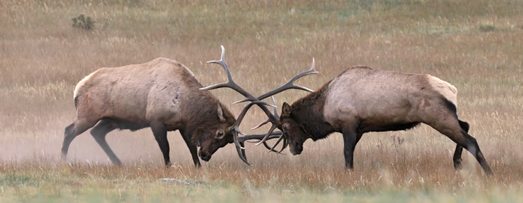 Fighting Bull Elk in Rocky