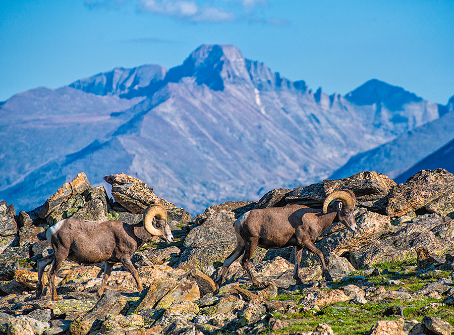 bighorn sheep in front of longs peak in rocky mountain national park