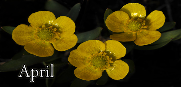 Early Buttercup trio April