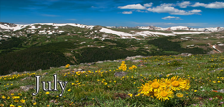 Alpine Sunflower landscape July