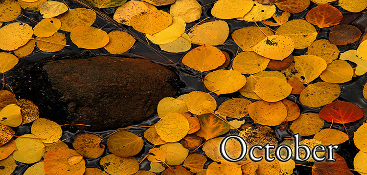 Aspen Leaf Puddle Oct