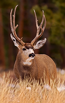Mule Deer big buck