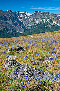 Alpine Harebells Tundra