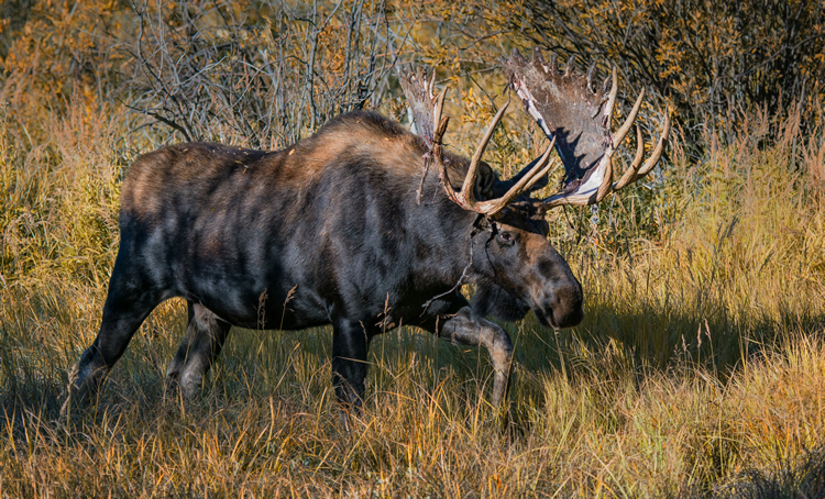 Fall Bull Moose