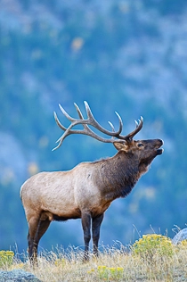 Bull Elk with blue back ground
